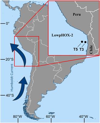 Size-Fractionated Contribution of Microbial Biomass to Suspended Organic Matter in the Eastern Tropical South Pacific Oxygen Minimum Zone